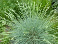 Festuca glauca