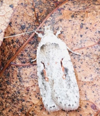 Agonopterix ocellana
