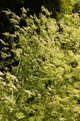 Conium maculatum