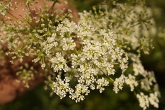 Conium maculatum
