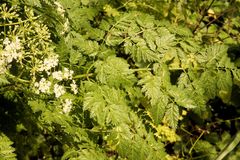 Conium maculatum