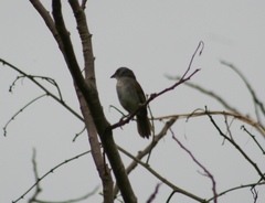 Arremonops conirostris