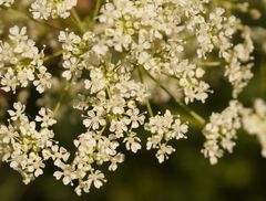 Conium maculatum