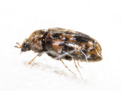 Trogoderma ornatum