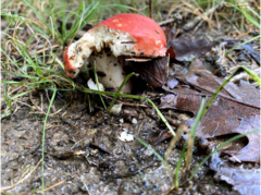 Russula rubescens