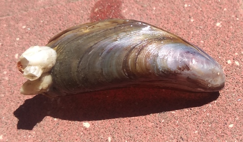 Charru Mussel