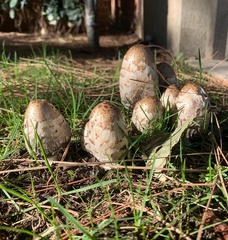 Coprinus comatus