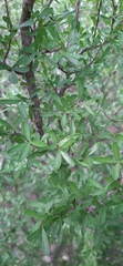 Forestiera angustifolia