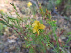 Hypericum peninsulare
