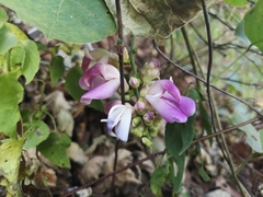 Canavalia septentrionalis