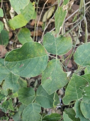 Canavalia septentrionalis