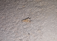 Cornifrons ulceratalis