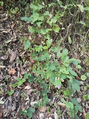 Canavalia septentrionalis