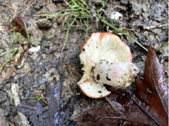 Russula rubescens