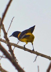 Icterus prosthemelas