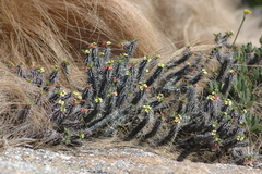Euphorbia duranii
