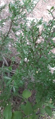 Forestiera angustifolia