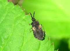 Aradus truncatus