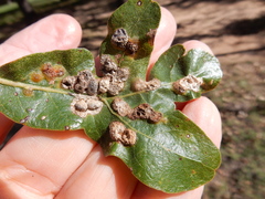 Neuroterus quercusirregularis