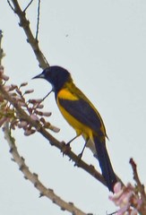 Icterus prosthemelas