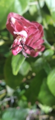 Ocyptamus fuscipennis image