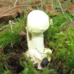 Leucoagaricus serenus