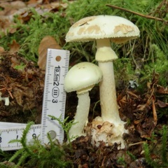 Leucoagaricus serenus