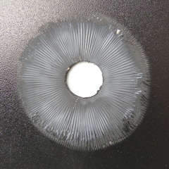 Leucoagaricus serenus