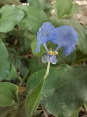 Commelina diffusa diffusa