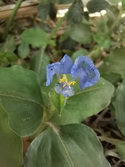 Commelina diffusa diffusa