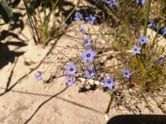 Wahlenbergia paniculata
