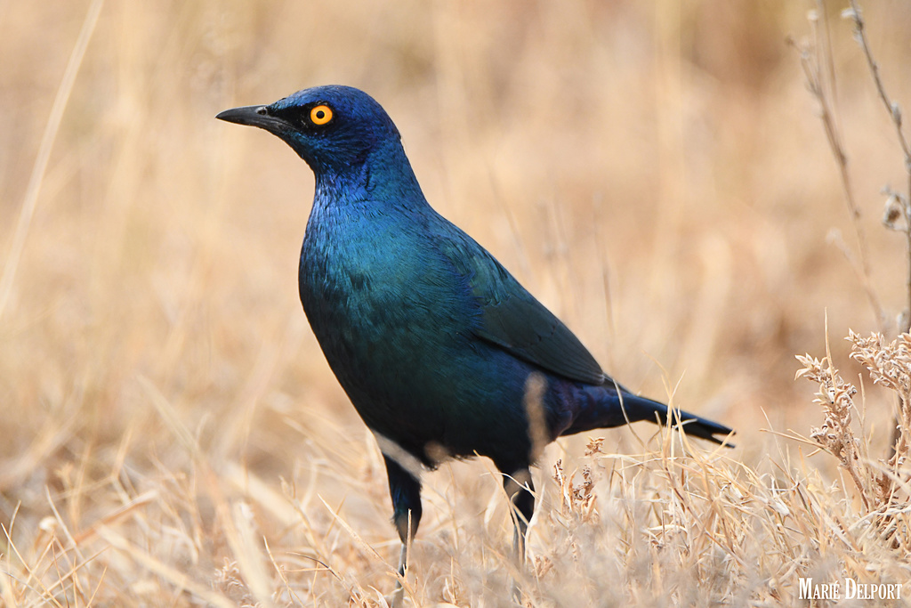Cape Starling photo