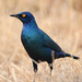 Cape Starling - Photo (c) Marie Delport, some rights reserved (CC BY-NC), uploaded by Marie Delport