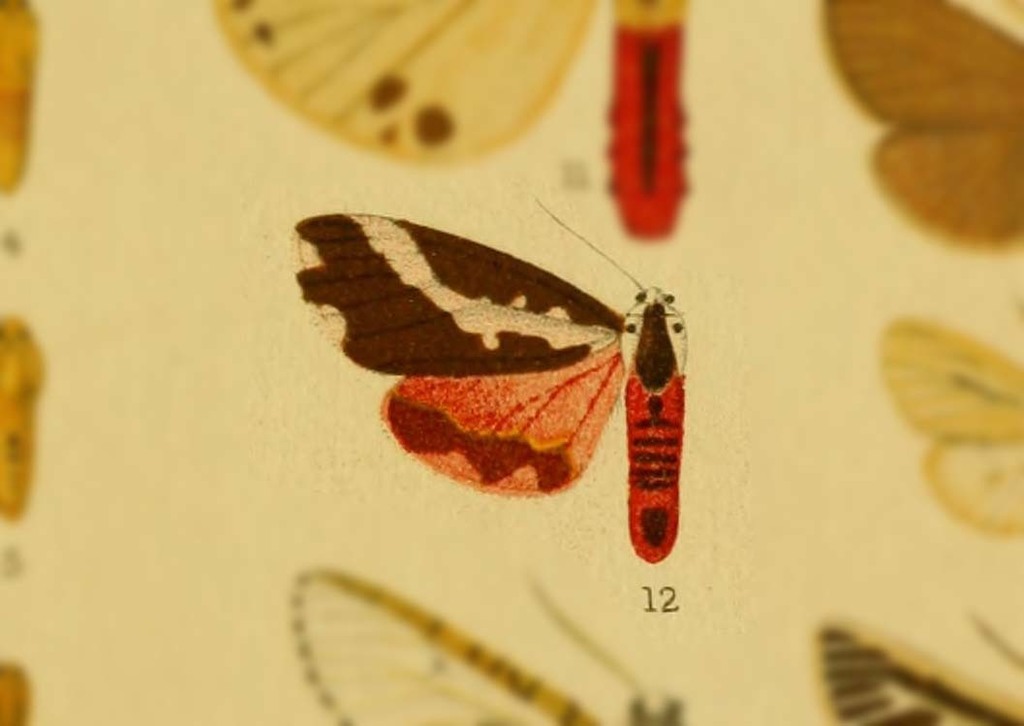 Pangora coorgensis