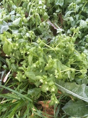 Stellaria media