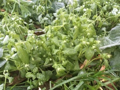 Stellaria media