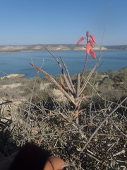 Aloe antandroi
