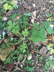 Chelidonium majus