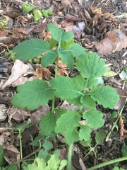 Chelidonium majus