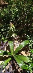 Veltheimia