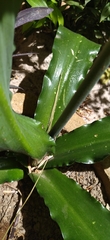 Veltheimia