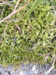 Brachythecium rutabulum