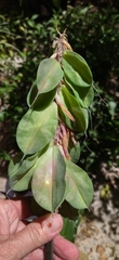 Veltheimia