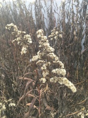 Solidago gigantea