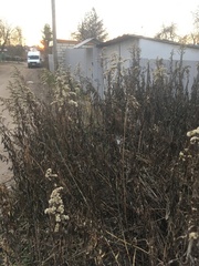 Solidago gigantea