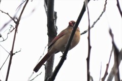 Cardinalis cardinalis