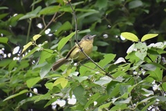 Tolmomyias sulphurescens