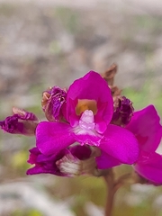Disa procera