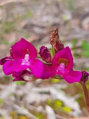 Disa procera