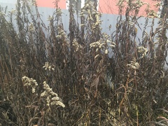 Solidago gigantea